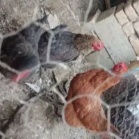 ۳عدد مرغ