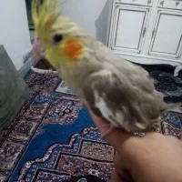 عروس هلندی ماده