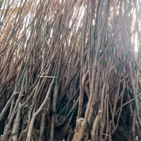 نهال گردوی فرنور اصل نژاد