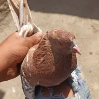 کبوتر زردی