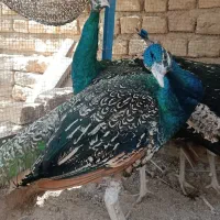 طاووس