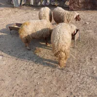 فروش چهار رآس شیشک هم داشتی هم برای قصابی|حیوانات مزرعه|آبدانان, |دیوار