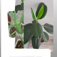 گلهات داره خشک میشه میخوای جون بگیره گل وبرگ بده