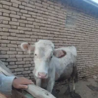 گاو فروشی