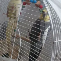 عروس هلندی بالغ در ماده