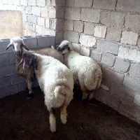 میش .بره