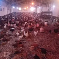 مرغ خروس گلپایگان