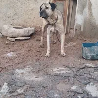 معاوضه سگ سراب