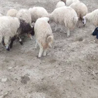 بره ..|حیوانات مزرعه|گیلان غرب, |دیوار