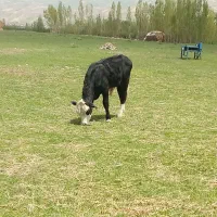 گوساله نر