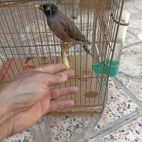 مرغ مینا نر سخنگو