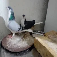 کبوتر دمگیر|پرنده|خمینی‌شهر, |دیوار