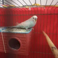 مرغ عشق.  ۱۵۰۰