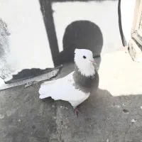 کبوترطوقی ماده