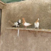 جوجه کفتر|پرنده|شیراز, ارم|دیوار