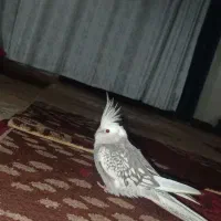 عروس هلندی گم شوده