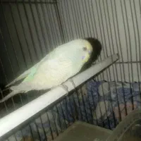 مرغ عشق|پرنده|یاسوج, |دیوار