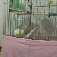 عروس هلندی جفت نر وماده|پرنده|مهاجران, |دیوار