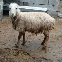 میش جوان 8500 تومان