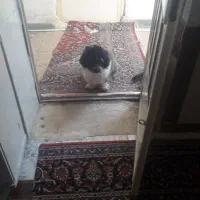 سگ شیتزو|سگ|خرم‌آباد, |دیوار