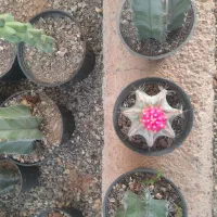 گلو و گیاه|گل و گیاه طبیعی|قزوین, |دیوار