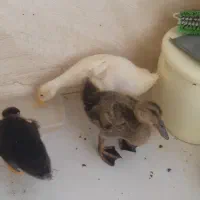 فروش اردک ۴۰ روزه