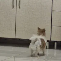 پامر روباهی