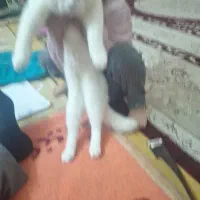 گربه پرشین چشم دو رنگی قهوه ای وآبی