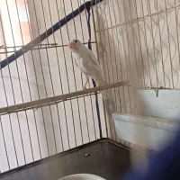 قناری نر سفید