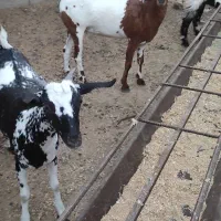 کهره گیسه داشتی آبستن|حیوانات مزرعه|خمیر, |دیوار