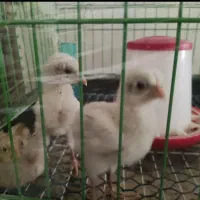 جوجه مرغ و تخم مرغ