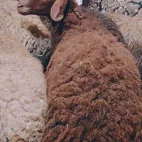 بره نر|حیوانات مزرعه|سنندج, |دیوار