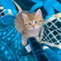 گربه بریتیش نر|گربه|بندرعباس, |دیوار