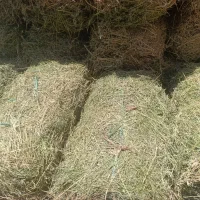 بیده فروشی پرس دستی