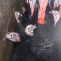 کار در پرورش بوقلمون