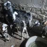 فروش کهره|حیوانات مزرعه|قشم, |دیوار