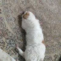 سگ .|سگ|تهران, طیب|دیوار