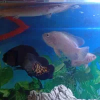 اکواریم و ماهی اسکار