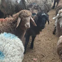 گوسفند زنده جهت عقیقه قربانی ارسال درب منزل باقصاب|حیوانات مزرعه|مشهد, توس (بلوار توس)|دیوار