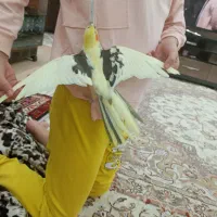 عروس هلندی ماده