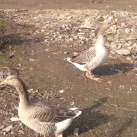 دو رگ قاز محلی|حیوانات مزرعه|رشت, کوی امام رضا|دیوار