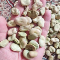 باقلا بذری|خدمات باغبانی و درختکاری|پارس‌آباد, |دیوار