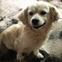 سگ گمشده|حیوانات|سبزوار, سجاد|دیوار