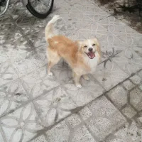 واگذاری سگ روباهی اشپیز