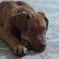 پیتبول حرفه ای|سگ|بجنورد, |دیوار