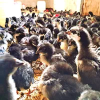 نیمچه نوچه ۷۰ روزه و ۴ ماهه+جوجه واکسن خورده بلک|حیوانات مزرعه|قم, نیروگاه|دیوار