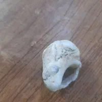 فسیل سنگی حلزونی وسنگ عتیقه