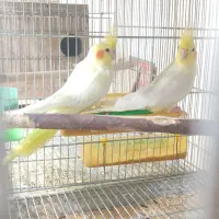 عروس هلندی با 4تا جوجه|پرنده|فولادشهر, B1|دیوار