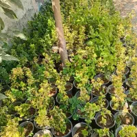 نهال زیتون تلخ وشمشادطلایی|خدمات باغبانی و درختکاری|هشتگرد, ینگی امام|دیوار