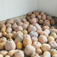 فروش کدو تعداد بالا زیر قیمت